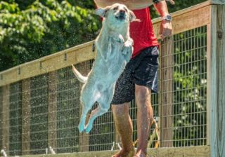 Dock-Diving-2